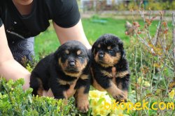 Rottweiler Yavrularim 5