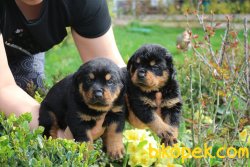 Rottweiler Yavrularim 2