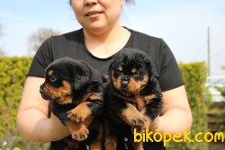 Rottweiler Yavrularim 1