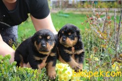 Rottweiler Yavrularim 3