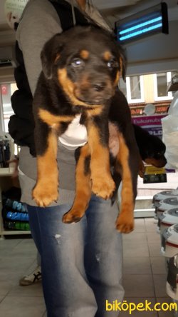 ROTTWEİLER YAVRULARIMIZ 2