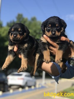 Rottweiler Yavrularımız 2