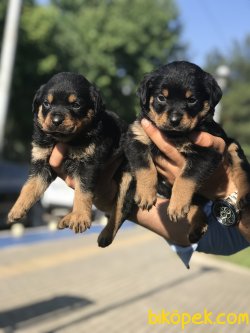 Rottweiler Yavrularımız 1