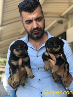 Rottweiler Yavrularımız 3