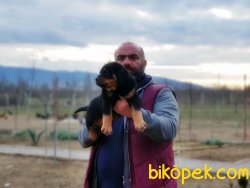 ROTTWEİLER YAVRULARIMIZ 2