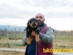 ROTTWEİLER YAVRULARIMIZ 4