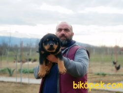 ROTTWEİLER YAVRULARIMIZ 3