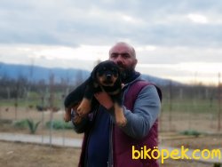 ROTTWEİLER YAVRULARIMIZ 1