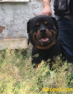 Rottweiler Yavrularımız Aşılı Kimlikli Irk Garantili Teslim 4