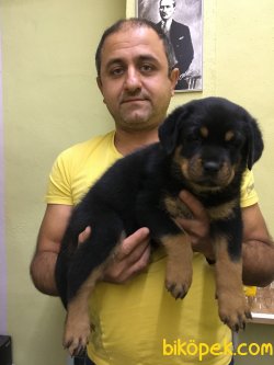 Rottweiler Yavrularımız Aşılı Kimlikli Irk Garantili Teslim 2