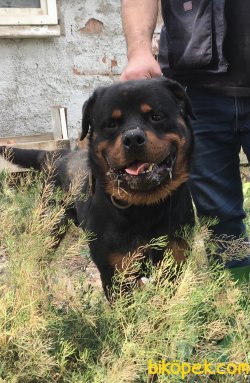 Rottweiler Yavrularımız Aşılı Kimlikli Irk Garantili Teslim 5
