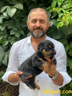 Rottweiler Yavrularımız Aşılı Kimlikli Irk Garantili Teslim 1
