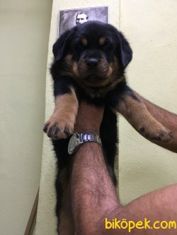 Rottweiler Yavrularımız Aşılı Kimlikli Irk Garantili Teslim 3