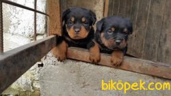 Rottweiler Yavrularımız Aşılı Kimlikli Teslim 2