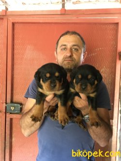 Rottweiler Yavrularımız Aşılı Kimlikli Teslim 1