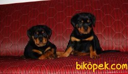 Rottweiler Yavrularımız Aşılı Kimlikli Teslim 3
