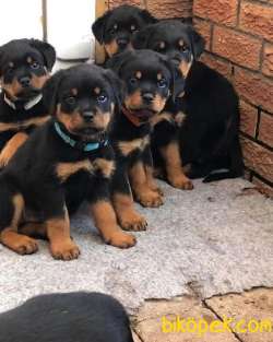 Rottweiler Yavrularımız Evinizin Neşesi Olacaktır 3