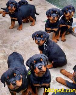 Rottweiler Yavrularımız Evinizin Neşesi Olacaktır 1