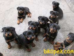 Rottweiler Yavrularımız Evinizin Neşesi Olacaktır 3