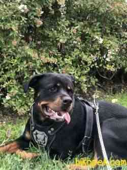 Rottweiler Yeni Sahiplerini Bekliyor! 3