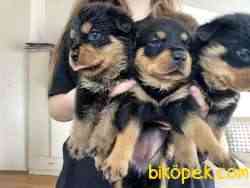 Rottweiler Yeni Sahiplerini Bekliyor! 5