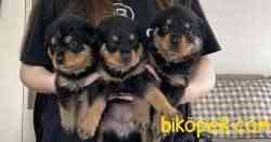 Rottweiler Yeni Sahiplerini Bekliyor! 1