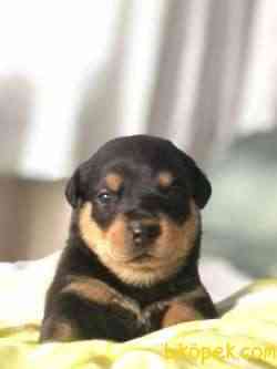 Rottweiler Yeni Sahiplerini Bekliyor! 4