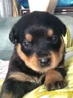 Rottweiler Yeni Sahiplerini Bekliyor! 2