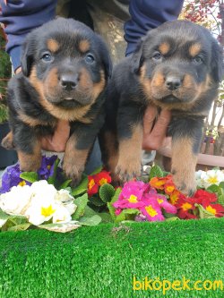 Rotvailler Alan Koruma Köpeği Yavrularım 3