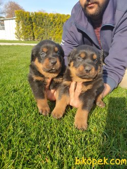 Rotvailler Alan Koruma Köpeği Yavrularım 5