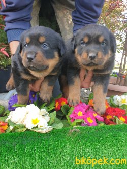 Rotvailler Alan Koruma Köpeği Yavrularım 2