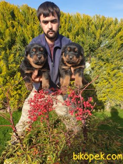 Rotvailler Alan Koruma Köpeği Yavrularım 1