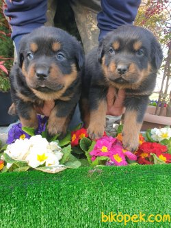 Rotvailler Alan Koruma Köpeği Yavrularım 1