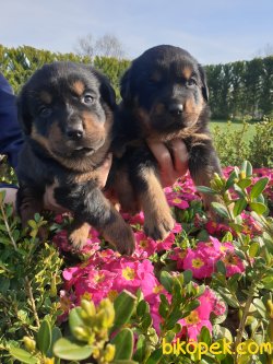 Rotvailler Yavrularım Koruma Köpeği 3