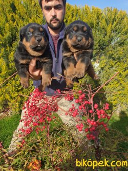 Rotvailler Yavrularım Koruma Köpeği 5