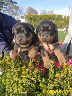 Rotvailler Yavrularım Koruma Köpeği 1