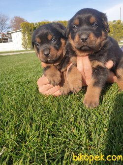 Rotvailler Yavrularım Koruma Köpeği 4