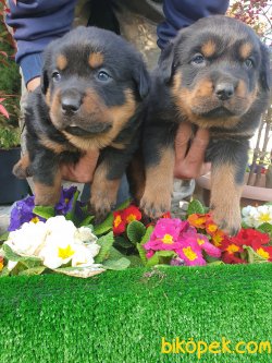 Rotvailler Yavrularım Koruma Köpeği 2