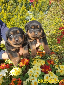 Rotvailler Yavrularım Koruma Köpeği Yavrularım 3
