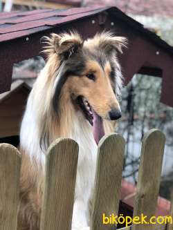 Rough Collie (Lassie) Irk Ve Sağlık Garantili Yavrularımız 4
