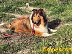 Rough Collie (Lassie) Irk Ve Sağlık Garantili Yavrularımız 2