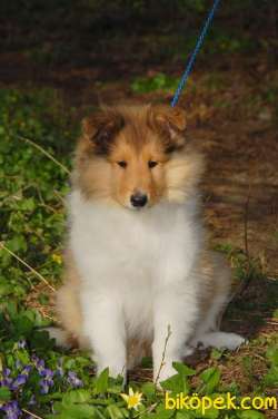 Rough Collie Yavrularımız 5