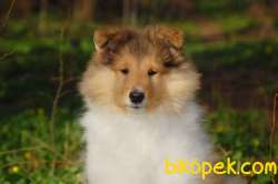 Rough Collie Yavrularımız 3