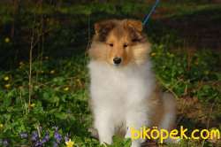 Rough Collie Yavrularımız 1