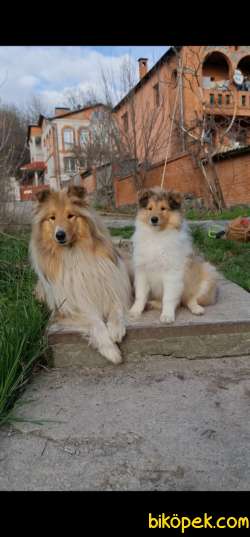 Rough Collie Yavrularımız 4