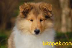 Rough Collie Yavrularımız 2