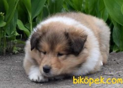 Rough Collie Yavrularımız (Lessie ) 3