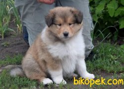 Rough Collie Yavrularımız (Lessie ) 2