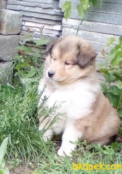 Rough Collie Yavrularımız (Lessie ) 4