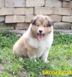 Rough Collie Yavrularımız (Lessie ) 1